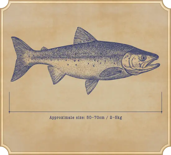 Approximate size: 50–70cm / 2–5kg